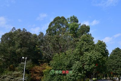 泰象馆
