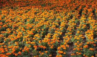 北运河百花园