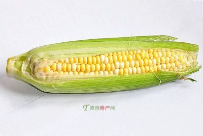 洛浦玉米