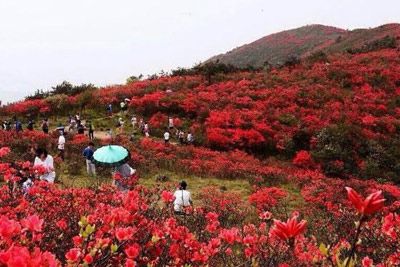 十里杜鹃古道