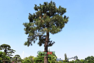 平桥文昌宫