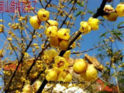 南山腊梅