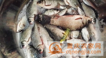 龙水湖野钓场