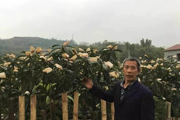 在荣枇杷园