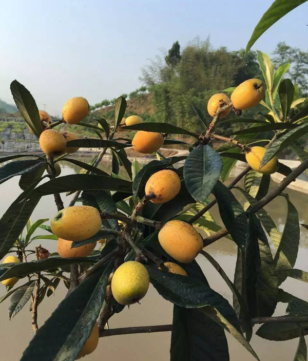 夹滩镇杨家滩枇杷基地