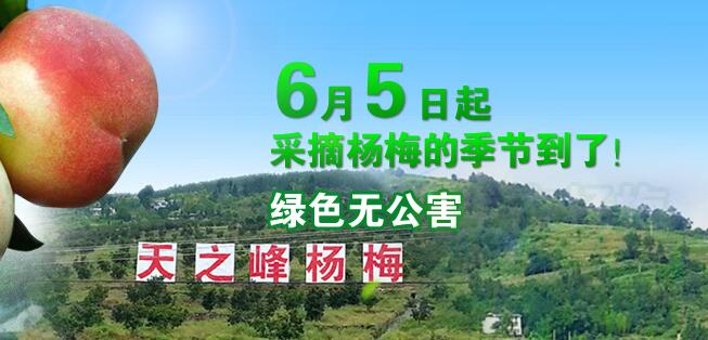 天之峰杨梅基地