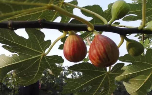 蜜果农业无花果基地