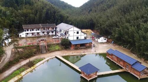 竹林听风
