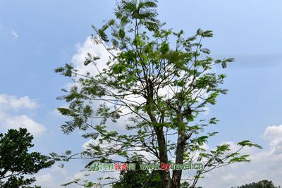 博鳌亚洲论坛成立会址