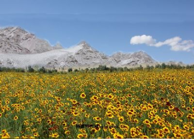 克里阳雪菊