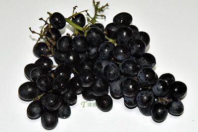 林区山葡萄