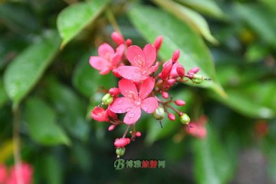 张文光墓
