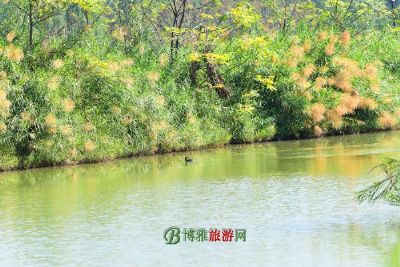 古泻湖湿地