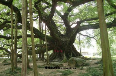 玉屏大榕树