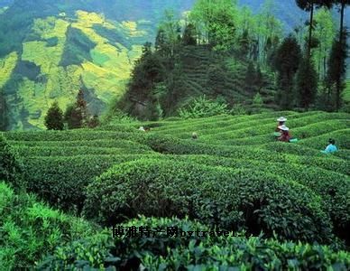 香炉山雾茶