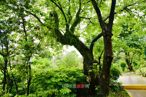 广州海珠国家湿地公园(海珠湿地公园)