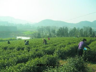 沼山茶叶