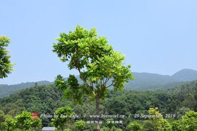 醉美橙香旅游景区