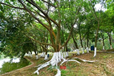 重庆白市驿森林公园