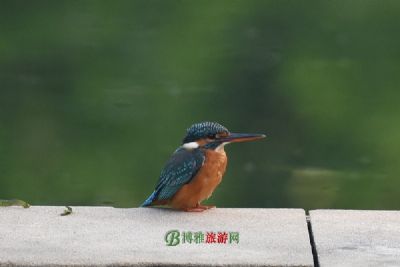 坝王岭长臂猿自然保护区