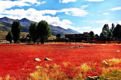 亚丁红草地景区