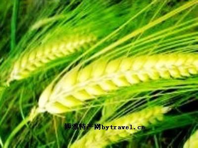 香格里拉青稞