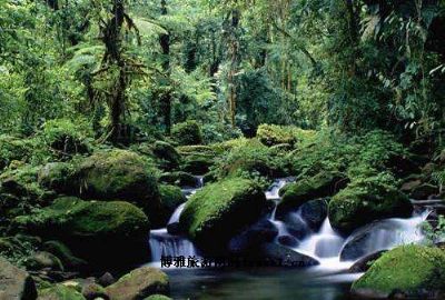 蒙特沃德云雾森林保护区