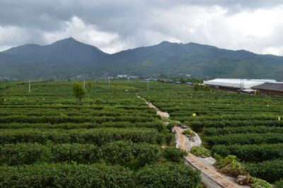 极边高山乌龙茶特色农业庄园