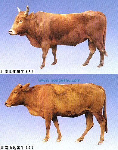 川南山地黄牛
