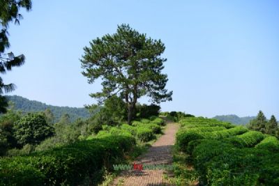 鹿鸣茶海旅游景区