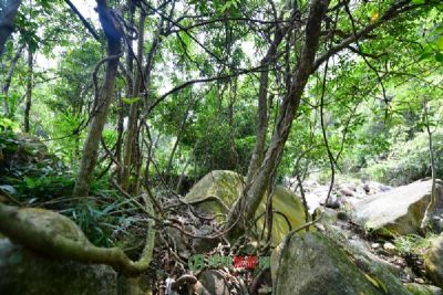 九龙原始森林景区