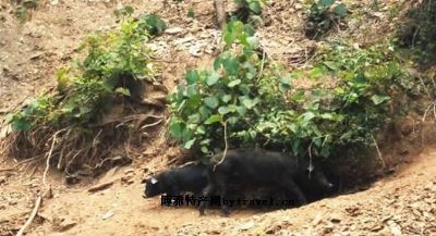 襄阳黑猪