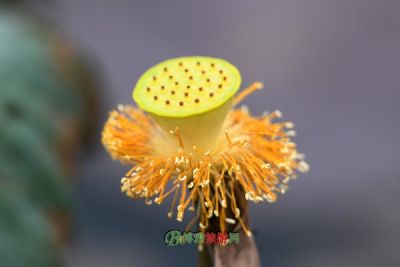 保山光尊寺