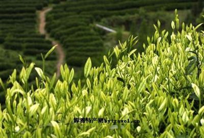 广元黄茶
