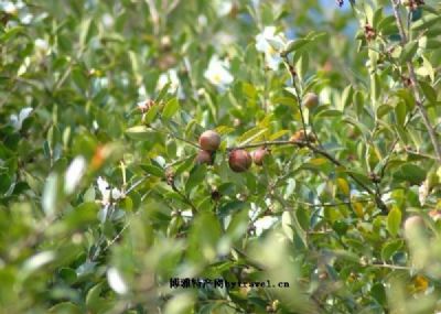 枣阳油茶