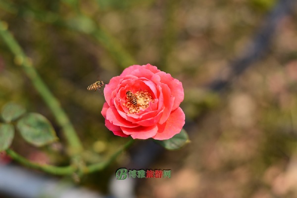 诗乡花海