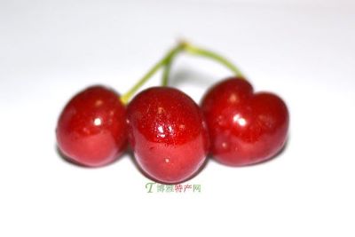老虎山大樱桃
