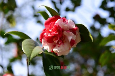 魏沟阻击战纪念公园