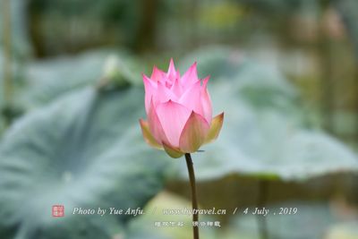 藕花洲旅游景区