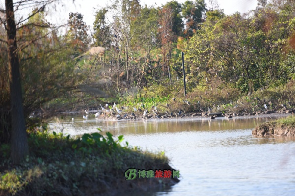 大学城湾咀头湿地公园