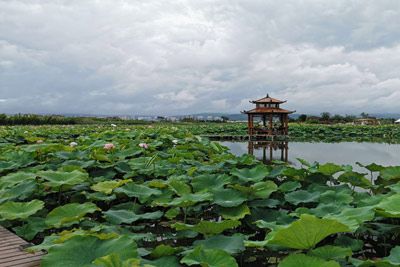 悦莲庄园（原吉花荷藕庄园）