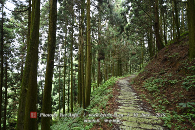 神树涧古毛头柳