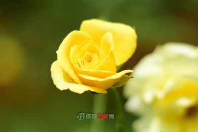 妙峰山玫瑰花