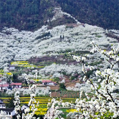 渝北印盒李花生态旅游区