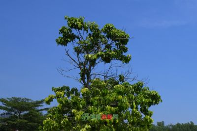 遂城遗址