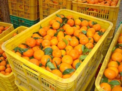 封开沙糖桔