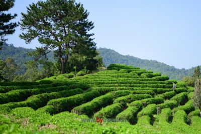 茶园牧歌景区